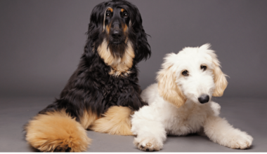 Výchova psa s dítětem