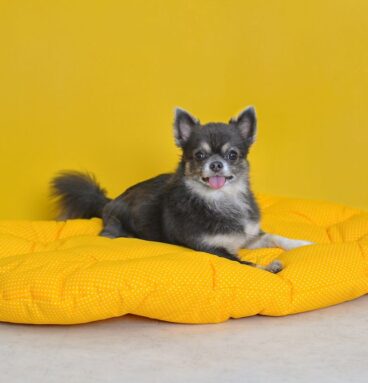 POLŠTÁŘ Sunny - 80 cm